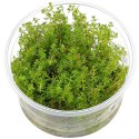 MYRIOPHYLLUM AQUATICUM - INVITRO MAŁY KUBEK