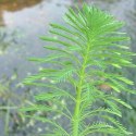 MYRIOPHYLLUM AQUATICUM - INVITRO MAŁY KUBEK