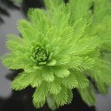 MYRIOPHYLLUM AQUATICUM - INVITRO MAŁY KUBEK