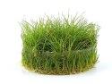 ECO PLANT - ELEOCHARIS PARVULA - INVITRO MAŁY KUBEK