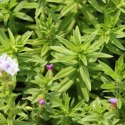 ECO PLANT - LIMNOPHILA AROMATICA - INVITRO MAŁY KUBEK