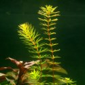 Eco Plant - Rotala Macandra 'Bangladesh' - InVitro mały kubek