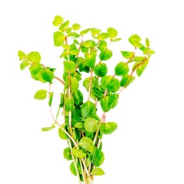 Eco Plant - Rotala sp. 'Shimoga' - InVitro mały kubek