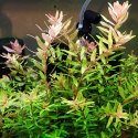 Eco Plant - Rotala sp. 'Shimoga' - InVitro mały kubek