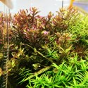 Eco Plant - Rotala sp. 'Shimoga' - InVitro mały kubek