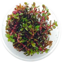 Eco Plant - Rotala Rotundifolia RED - roślina invitro mały kubek