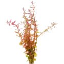 Eco Plant - Rotala Rotundifolia RED - roślina invitro mały kubek