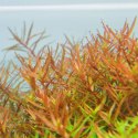 Eco Plant - Rotala Rotundifolia RED - roślina invitro mały kubek