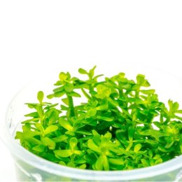 Eco Plant - Ammania Bonsai - roślina invitro mały kubek