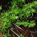 Eco Plant - Mayaca fluviatilis 'Bog Moss' - InVitro mały kubek