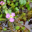 Eco Plant - Mayaca fluviatilis 'Bog Moss' - InVitro mały kubek