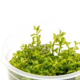 Eco Plant - Rotala Wayanad - roślina invitro mały kubek