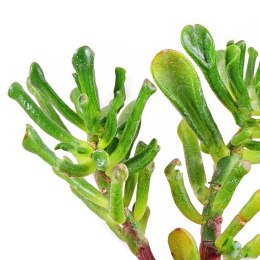 Eco Plant - Crassula Helmsii - InVitro mały kubek