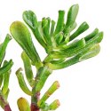 Eco Plant - Crassula Helmsii - InVitro mały kubek