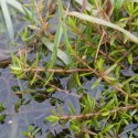 Eco Plant - Crassula Helmsii - InVitro mały kubek