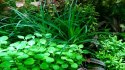 Eco Plant - Lobelia Cardinalis - InVitro mały kubek