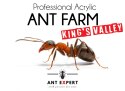 FORMIKARIUM AKRYLOWE PROFESJONALNE ANT EXPERT KING