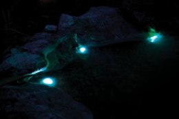 Pontec Pondostar LED Color SET 3 - zestaw oświetlenia z pilotem