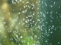 Femanga Wurzel Aktiv 250ml - na ślimaki, wypławki i hydrę
