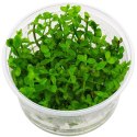 Eco Plant - Bacopa Caroliniana - Invitro mały kubek