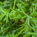 Eco Plant - Ranunculus papulentus - InVitro mały kubek