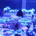 Schone Korallen Coral Hang L - podstawka na szczepki koralowców