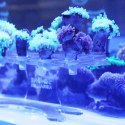 Schone Korallen Coral Stand L - podstawka na szczepki koralowców
