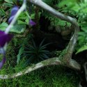 YOKUCHI JANGURU SIOL 4L - podłoże dla roślin tropikalnych