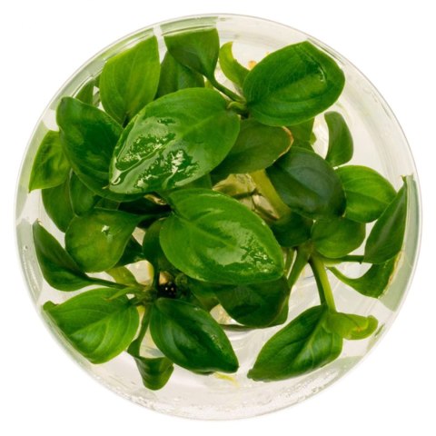 Eco Plant - Anubias Heterophylla - Invitro mały kubek