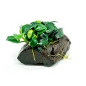 Eco Plant - Anubias Heterophylla - Invitro mały kubek