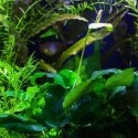 Eco Plant - Anubias Heterophylla - Invitro mały kubek