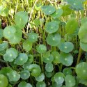 Eco Plant - Hydrocotyle verticillata - InVitro mały kubek