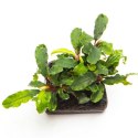 Bucephalandra 'Wavy Green'- roślina invitro mały kubek