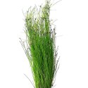 Eco Plant - Eleocharis Vivipara - duży kubek