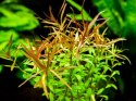 Eco Plant - Ludwigia Acurata - roślina duży kubek