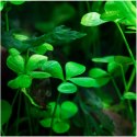 Eco Plant - Marsilea Hirsuta - roślina invitro mały kubek