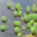 Eco Plant - Myriophyllum Viridis - duży kubek