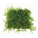 Eco Plant - Taxiphyllum Barberi 'Java Moss' - InVitro mały kubek