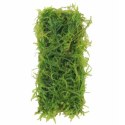 Eco Plant - Taxiphyllum Barberi 'Java Moss' - InVitro mały kubek