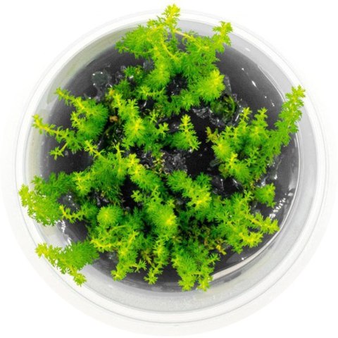 Eco Plant - roślina invitro mini kubek - myriophyllum guyana