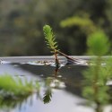 Eco Plant - roślina invitro mini kubek - myriophyllum guyana