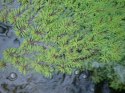 Eco Plant - roślina invitro mini kubek - myriophyllum guyana