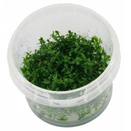 Eco Plant - Gratiola Viscidula - InVitro mały kubek