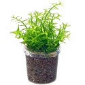 Eco Plant - Gratiola Viscidula - InVitro mały kubek