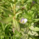 Eco Plant - Gratiola Viscidula - InVitro mały kubek