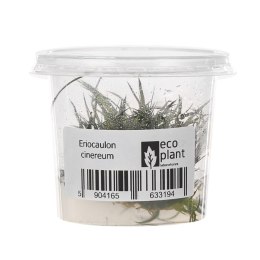 Eco Plant - Eriocaulon Cinereum - InVitro mały kubek