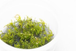 Eco Plant - Rotala Macandra sp.Pearl - InVitro mały kubek