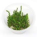 Eco Plant - Rotala Macandra sp.Pearl - InVitro mały kubek