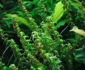 Eco Plant - Rotala Macandra sp.Pearl - InVitro mały kubek