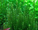 Eco Plant - Rotala Macandra sp.Pearl - InVitro mały kubek